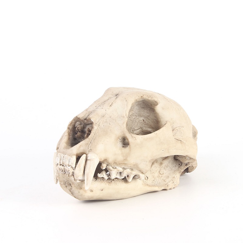 Art And Craft Zoo Animals - Modelo de calavera de leopardo, artesanía