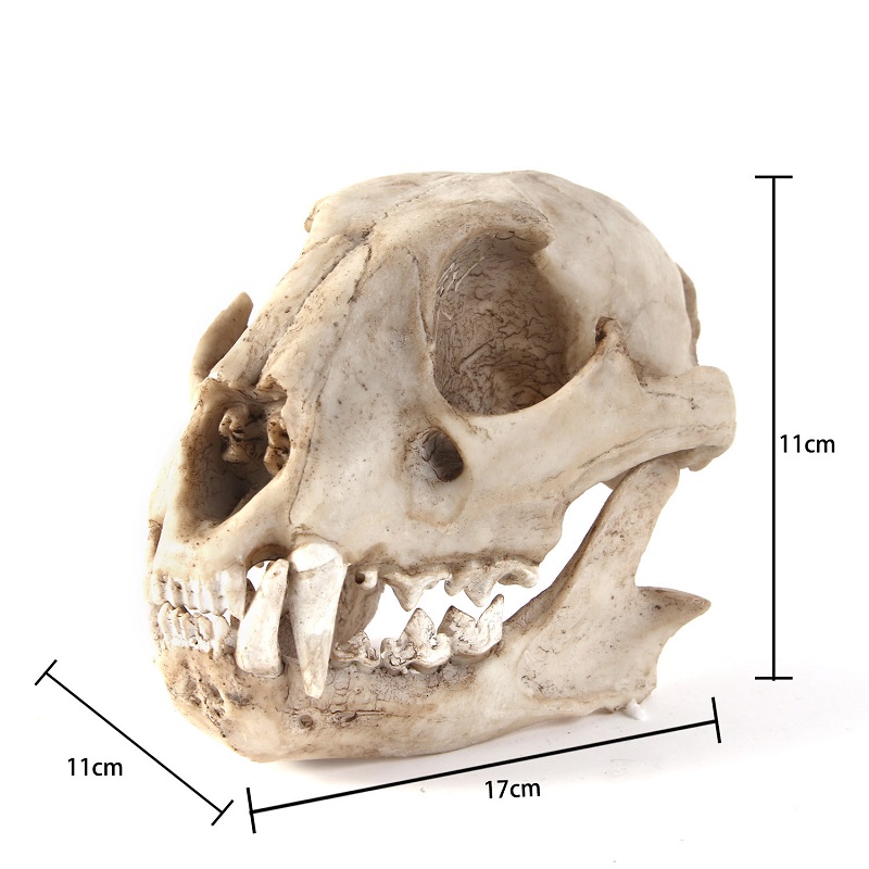 Modelo de calavera de leopardo - Art And Craft Zoo Animals reseña y precio