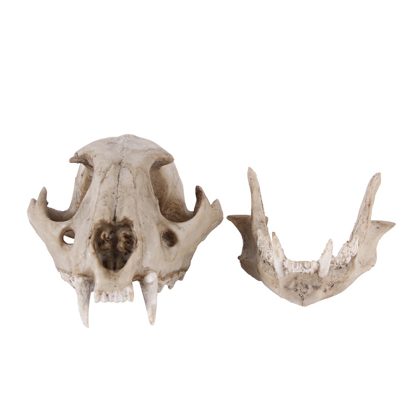 Modelo de calavera de leopardo - Art And Craft Zoo Animals reseña y precio