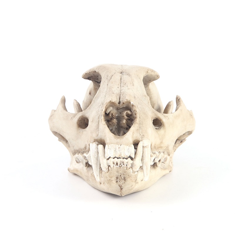 Modelo de calavera de leopardo - Art And Craft Zoo Animals reseña y precio